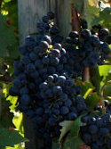 Tintilia_wine_grape